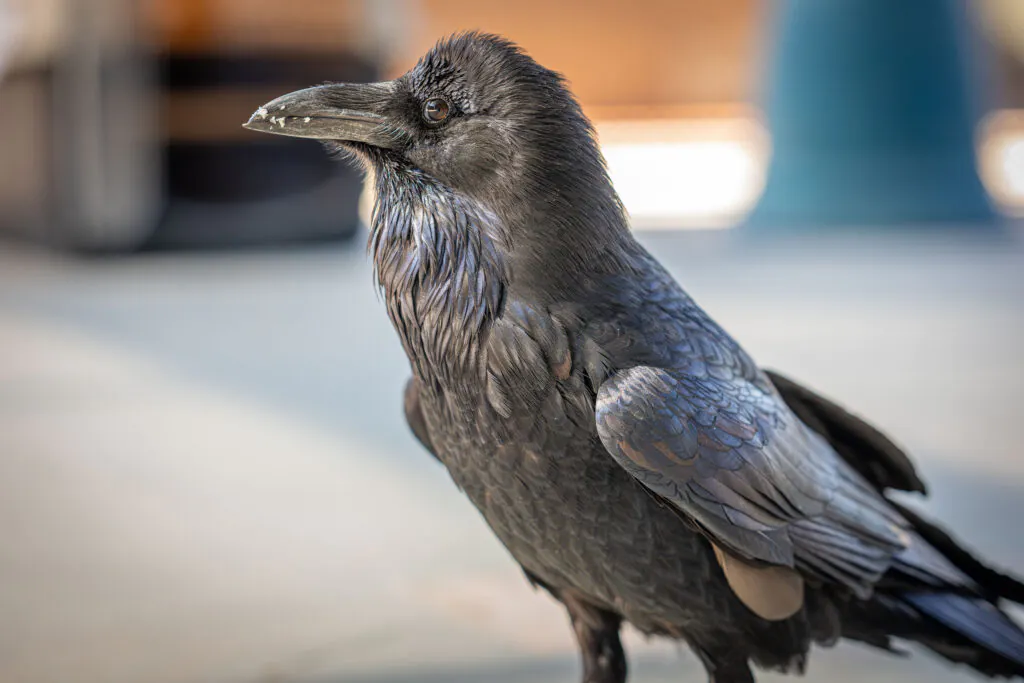 Odin the Raven