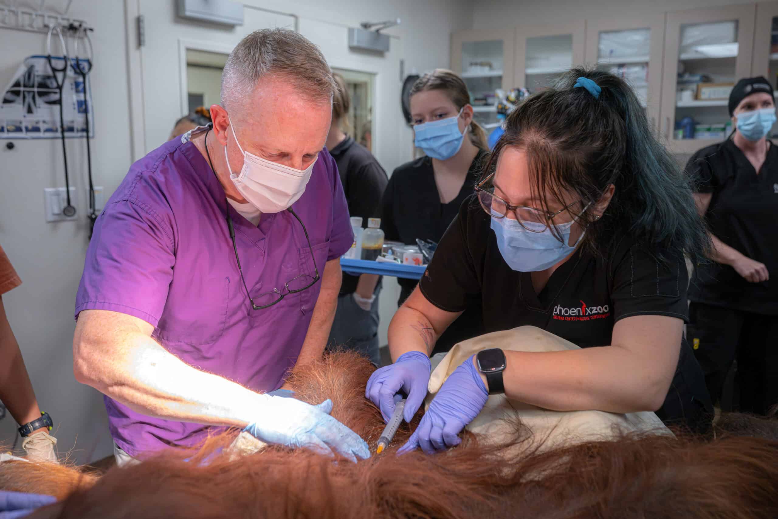 Zoo Conducts Rare Orangutan Surgery