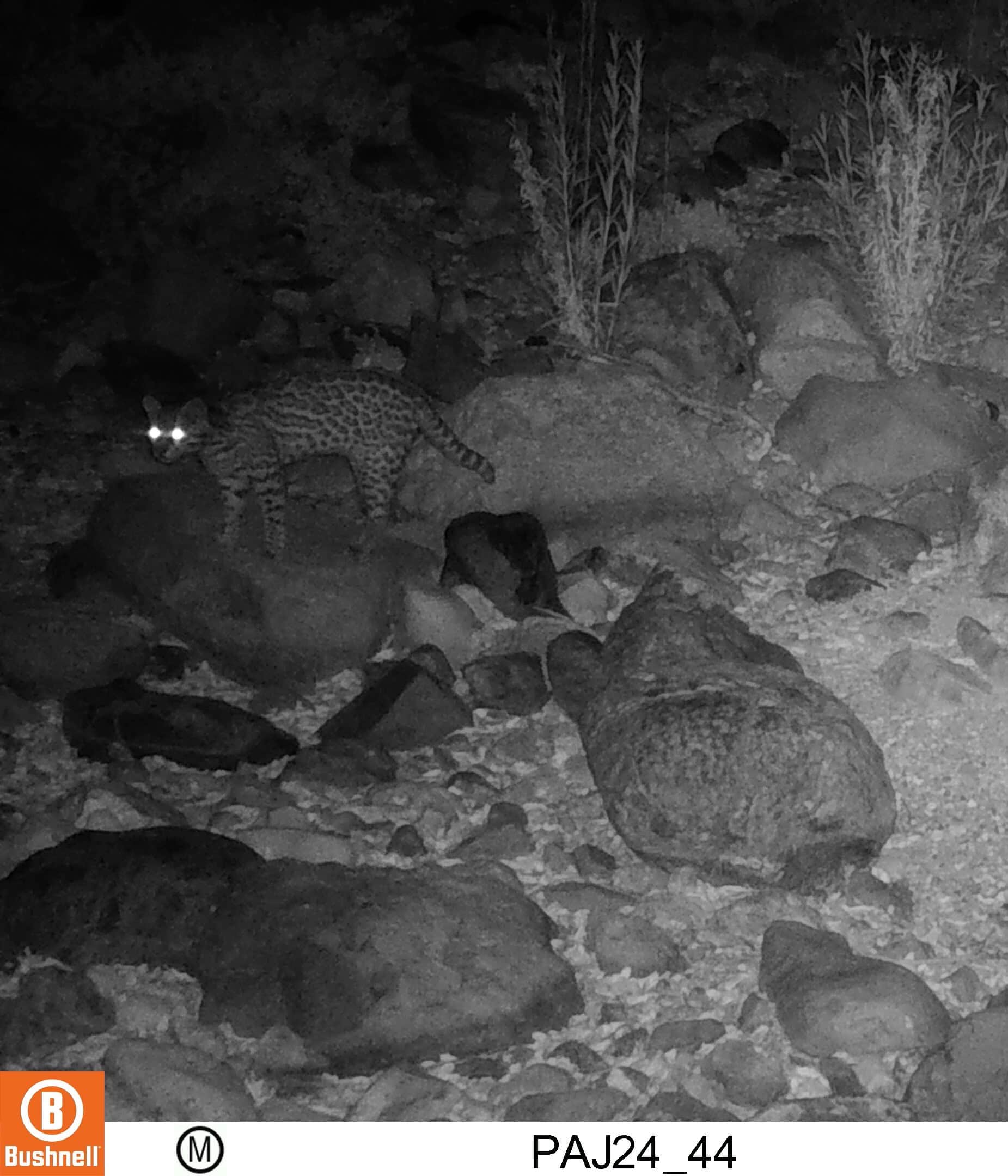 Phoenix Zoo Field Cameras Record New Ocelot in Arizona
