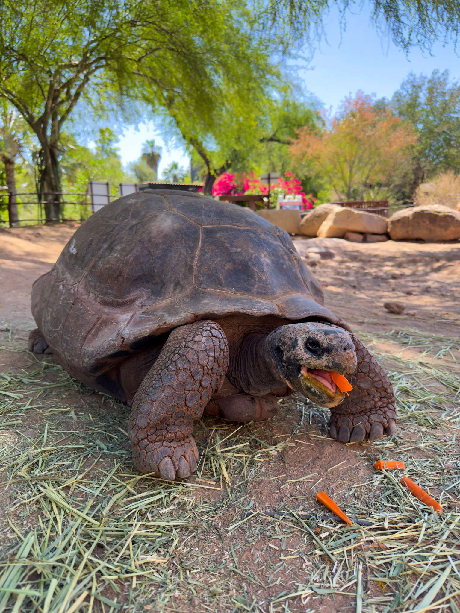 Respect Your Elders: Oldest Animals at the Phoenix Zoo