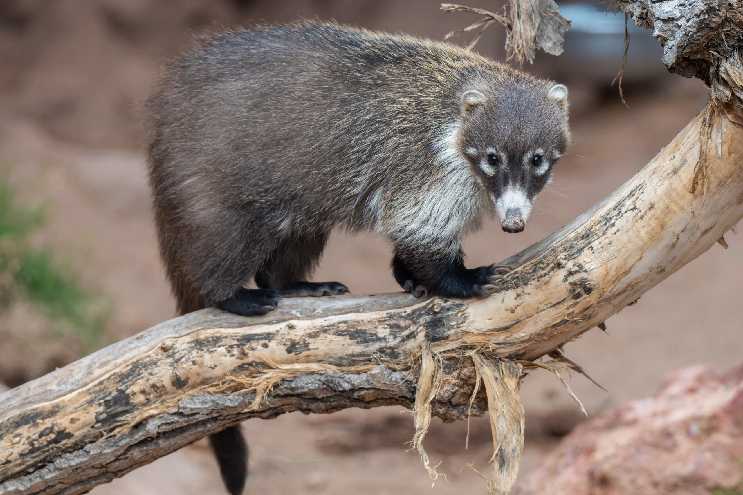 Today at the Zoo